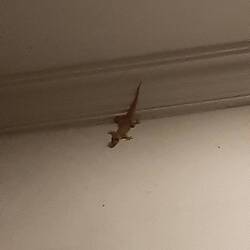 Mein Zimmer wird von einer Armee an Geckos gegen Mosquitos geschützt.