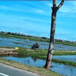Water buffalo in the rice fields