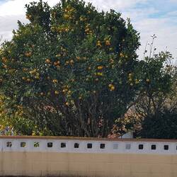 Orangen am Wegesrand