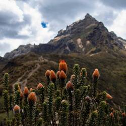 Ungewohnte Vegetation 🍃