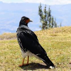 Hübscher Streifenkarakara 🦅