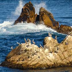 Pelican Party