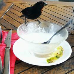 Eine karibische Finke