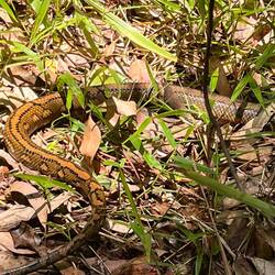 Auf dem Weg hatten wir dann die erste Begegnung mit einer Schlange 🐍