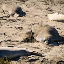 Seeelefanten in Piedras Blancas