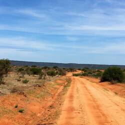 Tsavo East ist wesentlich trockener