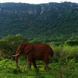 Elefantenbullen erkennt man am flachen Po