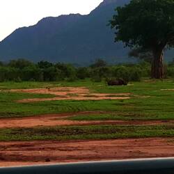 Spitzmaulnashorn im Rhino Sanctuary