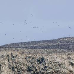 Ja, das schwarze sind alles Vögel😉