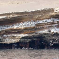 Vogelschwarm inkl. Guano😉