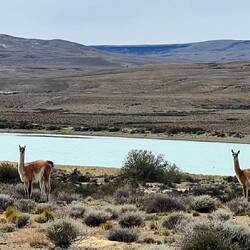 Des guanacos dans la gorge de la Leona