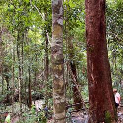 Die gefleckten Bäume 🌳
