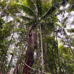 Der Regenwald 🌳🌴
