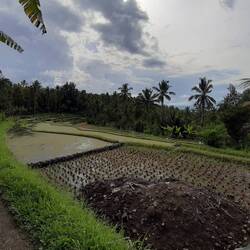 Die Reisterassen von Munduk