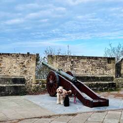 Spanisch begossene Pudel😜