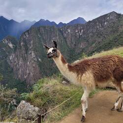 Llama☺️