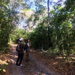 Vogelsuche in Arabuko Sokoke