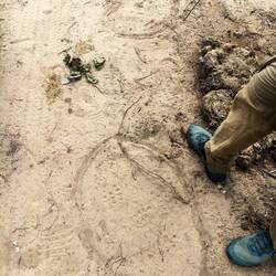 Elefantenfußabdruck (nachgezogen)