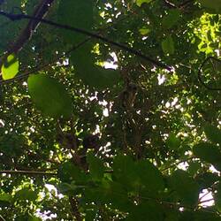 Eulen finden wir auch