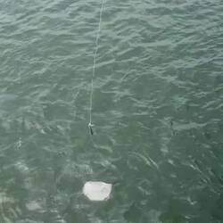 Angeln Aussie Style 2.0