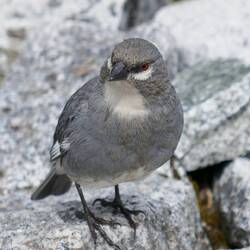 Besuch beim Mittagessen🐦