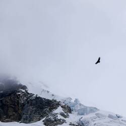 Majestätischer Kondor🦅