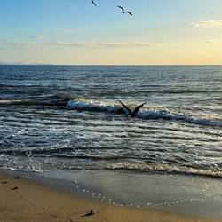 Die Vögel frühstücken Babyschildkröten