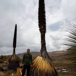 Riesenbromelie - Puya Raimondii