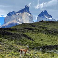 The horns (with a friend)