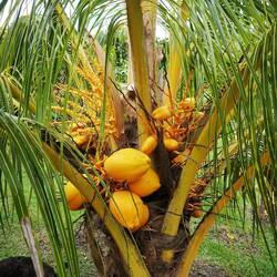 Coconut 🥥🥥🥥🥥