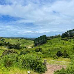 Typische Landschaft auf Waiheke Island: grüne Hügel und Weingüter