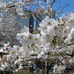 Sakura in bloom at Hibiya Park.