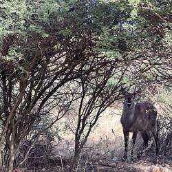 Waterbuck just before arriving to Gocheganas Lodge
