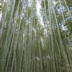 Arashiyama Bamboo Grove.