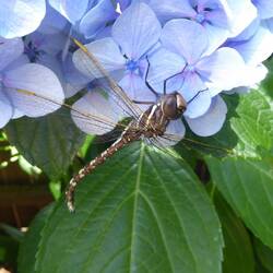 Dragonfly on Bay Road
