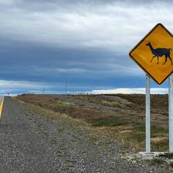 Beware Guanaco