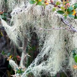 The trees and bushes are covered with moss (or lichen?)