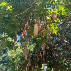 Der Sausage Tree 😁