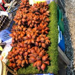 Snake fruit. Super pokey but once the barbs are removed, totally looks like snake skin.