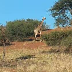 Giraffes of Kalahari