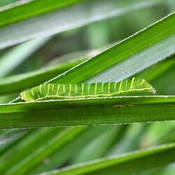 Vielleicht ein neuer Schmetterling?