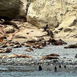 Atlantic and Pacific sea lions