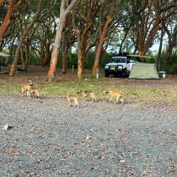 Leben in der Wildnis und halten sich gerne auf dem Campingplatz auf.