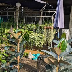 Pflanzenmarkt auf den Straßen des Chatuchak Weekend Market