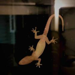 I finally know where that chirping is coming from