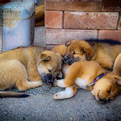 Und warum diese Wauzis in Ketten gelegt werden müssen, entzieht sich auch meinem Verständnis.