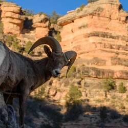 Curious bighorn sheep / Neugierige Wildschaf