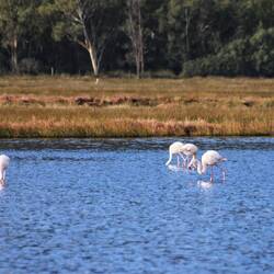 Flamingos bei Cannigione