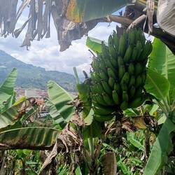Bananen!