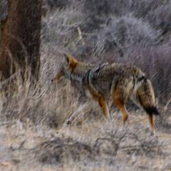 a Coyote